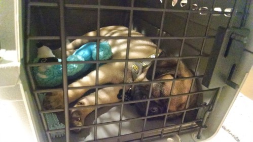A tiny baby pug sleeping in a travel crate